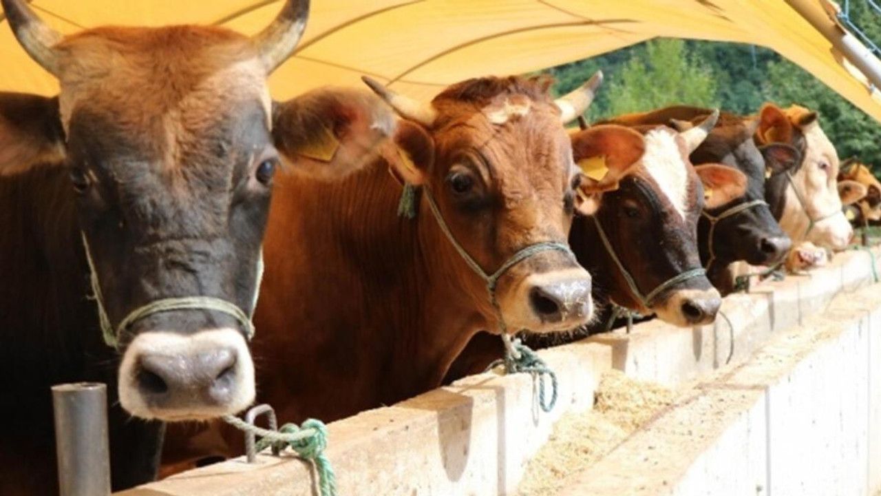 Tarım ve Orman Bakanlığı, özel sektöre kesimlik hayvan ithalatı izni verileceği iddialarını yalanladı