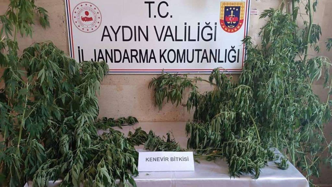 Aydın'da jandarma uyuşturucu satıcılarına nefes aldırmıyor
