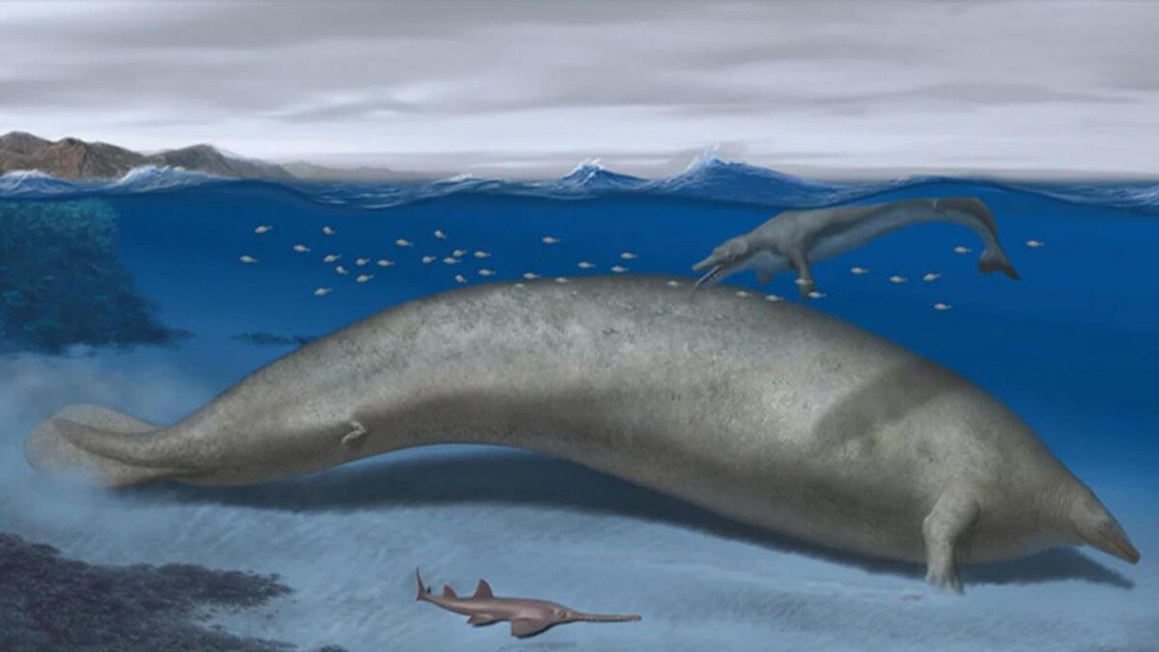 Dünyanın en ağır hayvanı keşfedildi: Tam 200 ton