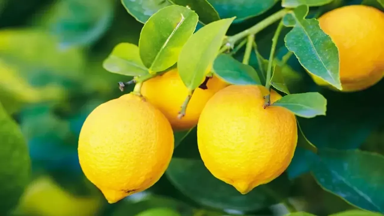 Marketle üretici arasında fiyat farkı belli oldu, makası en çok limon açtı