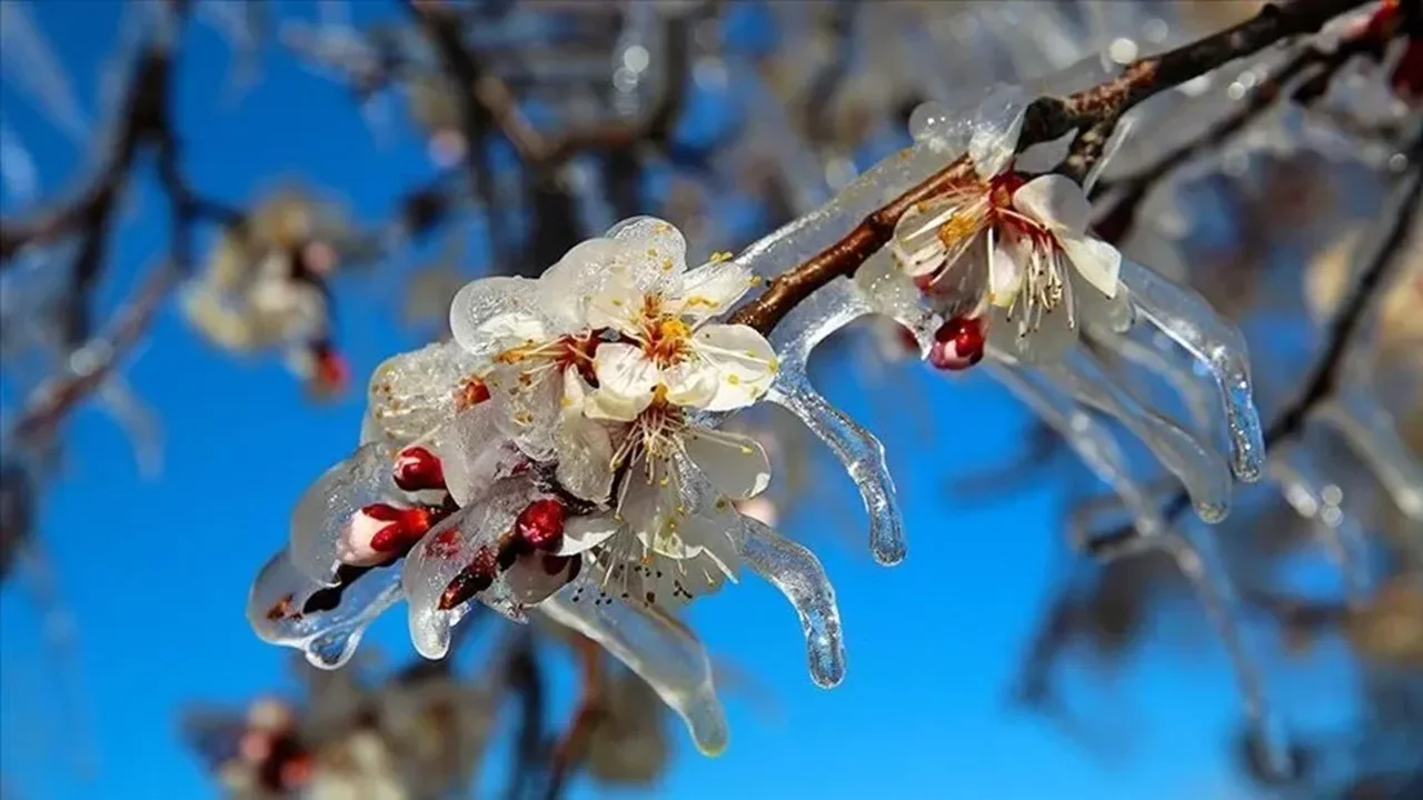 Bakanlık Listeyi Duyurdu. Zirai Don Desteği Hangi İlleri Kapsıyor? Zirai Don Desteği Hangi İllerde Dağıtılacak?