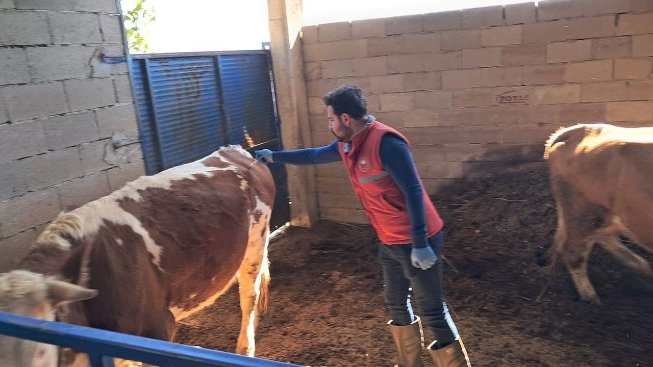 Köşk’te büyükbaş hayvanlarda şap aşılaması sürüyor