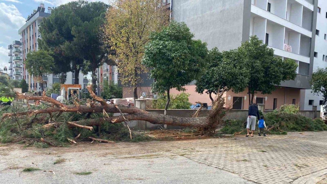 Efeler'de kuruyan ağaç yola devrildi