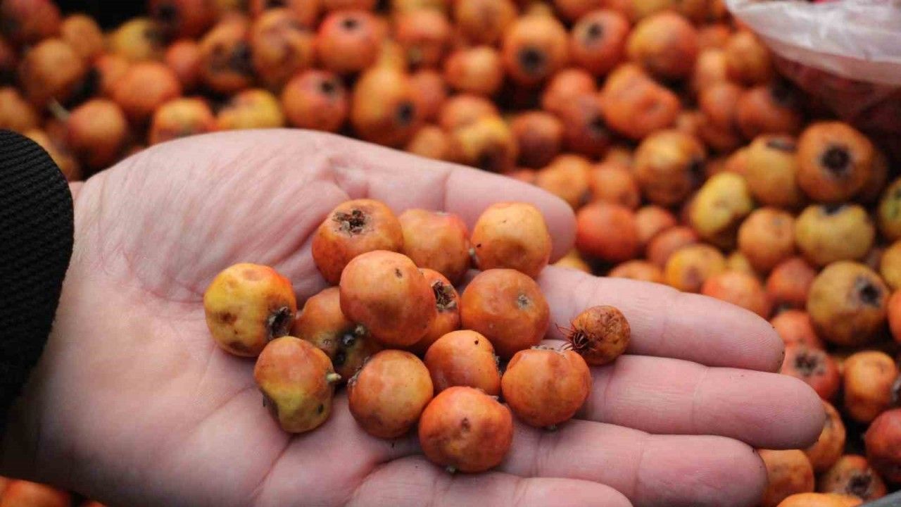 Kışın habercisi alıç meyvesi, tezgahları renklendirdi