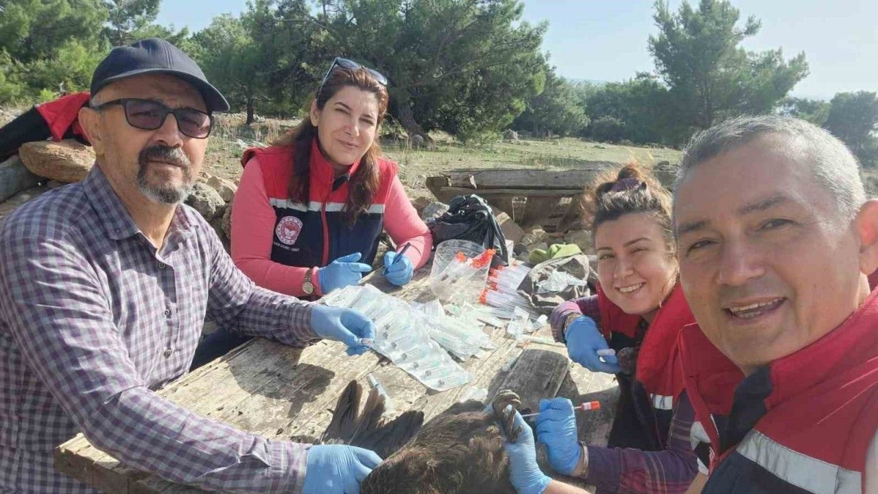 Söke’de kırsal mahallelerdeki tavuklardan kuş gribi numunesi alındı