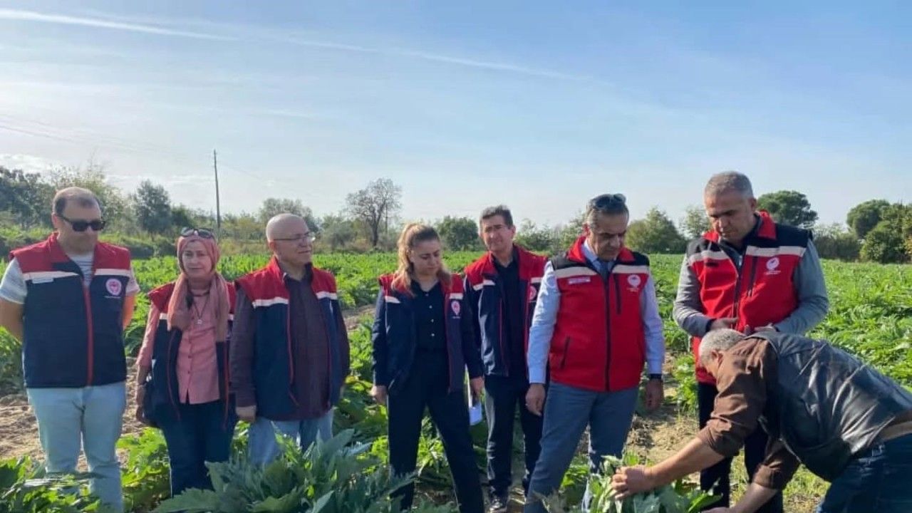 Aydın’da enginar üretimi yükselişte