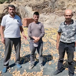 Nazilli’de incir üreticisi tepkili!