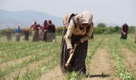 Aydınlı kadınların 45 derece sıcakta ekmek parası mücadelesi