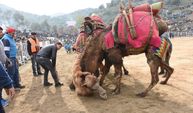 Aydın'da güreşen develer arenaya sığmadı! Karnaval havasında güreş festi