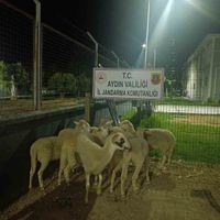 ASAYİŞ