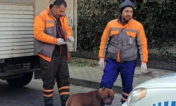 Lüleburgaz'da başıboş dolaşan pitbull barınağa götürüldü