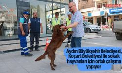 Aydın Büyükşehir Belediyesi, Koçarlı Belediyesi ile sokak hayvanları için ortak çalışma yapıyor