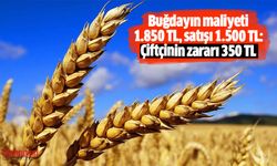 Buğdayın maliyeti 1.850 TL, satışı 1.500 TL; çiftçinin zararı 350 TL