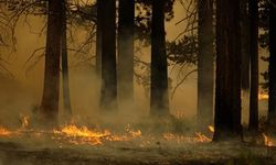 Almanya'daki orman yangını 450 hektarlık alana yayıldı