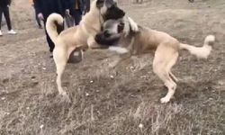 Köpekleri dövüştürüp, sosyal medyada yorumladılar
