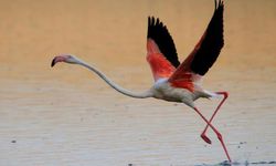 Bakan Murat Kurum’dan flamingolar için 4 kilometrelik 'can suyu' talimatı