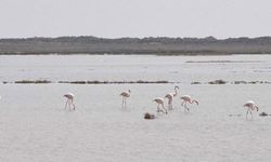 "Tuz Gölü'ne tankerlerle su taşıdık, flamingolara can suyu verdik"