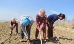 Aydın’da çiftçi yaşı yükselmeye devam ediyor