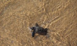 Kuşadası'nda 67 yavru deniz kaplumbağası, özgürlüğe kulaç attı