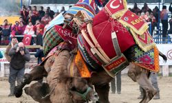 Aydın'da hafta sonu yapılması planlanan deve güreşleri iptal edildi