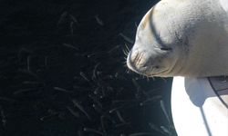Didim'de nesli tükenme tehlikesi altında olan ’Akdeniz Foku’ tekneye sığındı