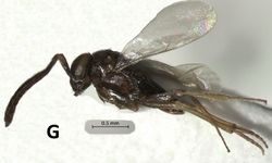 Aydın’da yeni bir böcek türü bulundu