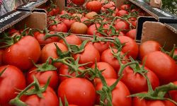 Domatesteki ihracat kısıtlaması kaldırıldı