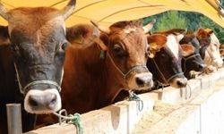 Tarım ve Orman Bakanlığı, özel sektöre kesimlik hayvan ithalatı izni verileceği iddialarını yalanladı
