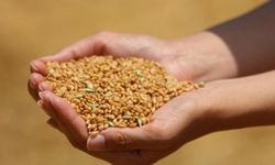 Buğday ve arpa alım fiyatları belirlendi