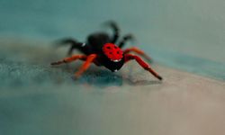 Uğur böceği örümceği zehirli mi? Uğur böceği örümceği öldürür mü?