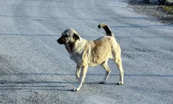 İstanbul Valiliği'nden sokak köpekleri için karar