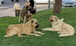 Türk Tabipleri Birliği’nden kuduz uyarısı