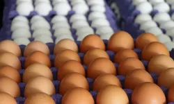Bakanlıktan Tayvan'a ihraç edilen yumurtalarla ilgili inceleme