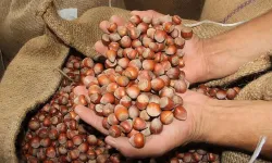 Türkiye'nin tahmini fındık rekoltesi açıklandı! 717 bin 931 ton