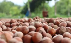 Fındıkta hasat başladı, üreticiye ‘dolandırıcılık' uyarısı geldi!