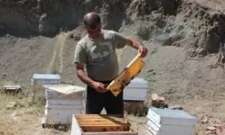 Hasat bu sefer yüzleri güldürmedi! Kovanlar boş kaldı, bal üretiminde eski randıman kalmadı