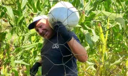 Ata tohumu toprağın bereketine bereket kattı! Bir tanesi 30 kilo geldi, çiftçi bile şaşırdı