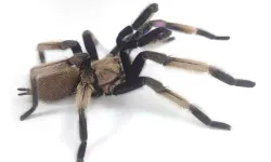 Yeni bir tarantula türü keşfedildi! Mavi renge sahip
