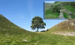İngiltere'nin en ünlü ağacı artık yok: 16 yaşındaki çocuk tutuklandı