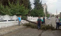 Nazilli'de sağanak yağışa dayanamayan ağaç devrildi