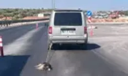 Böyle vahşet görülmedi! Gaziantep'te araçla sürüklenen köpek can verdi