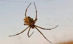 O ilimiz diken üstünde! Tek bir ısırığı insanı öldürüyor! Dünyanın en zehirlisi...
