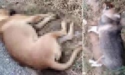 Aydın'da toplu köpek katliamı!