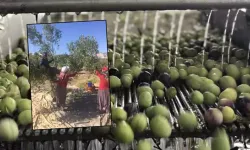 Zeytin hasadıyla zeytinyağı yolculuğu başladı! Üretici iyi para kazanacak: Fiyatlar belli oldu