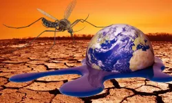 Küresel ısınmayla gelen yeni 'ölüm'! Sivrisinekler resmen evrim geçirdi: Hastalıkları yayma yetenekleri arttı