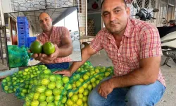 Fiyatı 3 yılda 4 lira düştü! Limon üreticisi alıcı bulamıyor