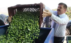 Zeytin üretiminde dünya markası! Kalitede liderliğini koruyan memleketin hasat serüveni başladı…