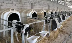 Hayvansal üretim için kredi desteği geliyor! Kırsal kalkınma için eylem planı hazır...