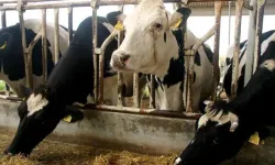 Bakan Bolat: 10 ayda 682 bin 331 baş hayvan ithalatı yapıldı