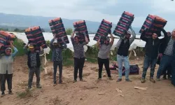 81 ile kamyon kamyon gönderiliyor! Üzüm işçileri yağmur çamur dinlemeden hasat ediyor